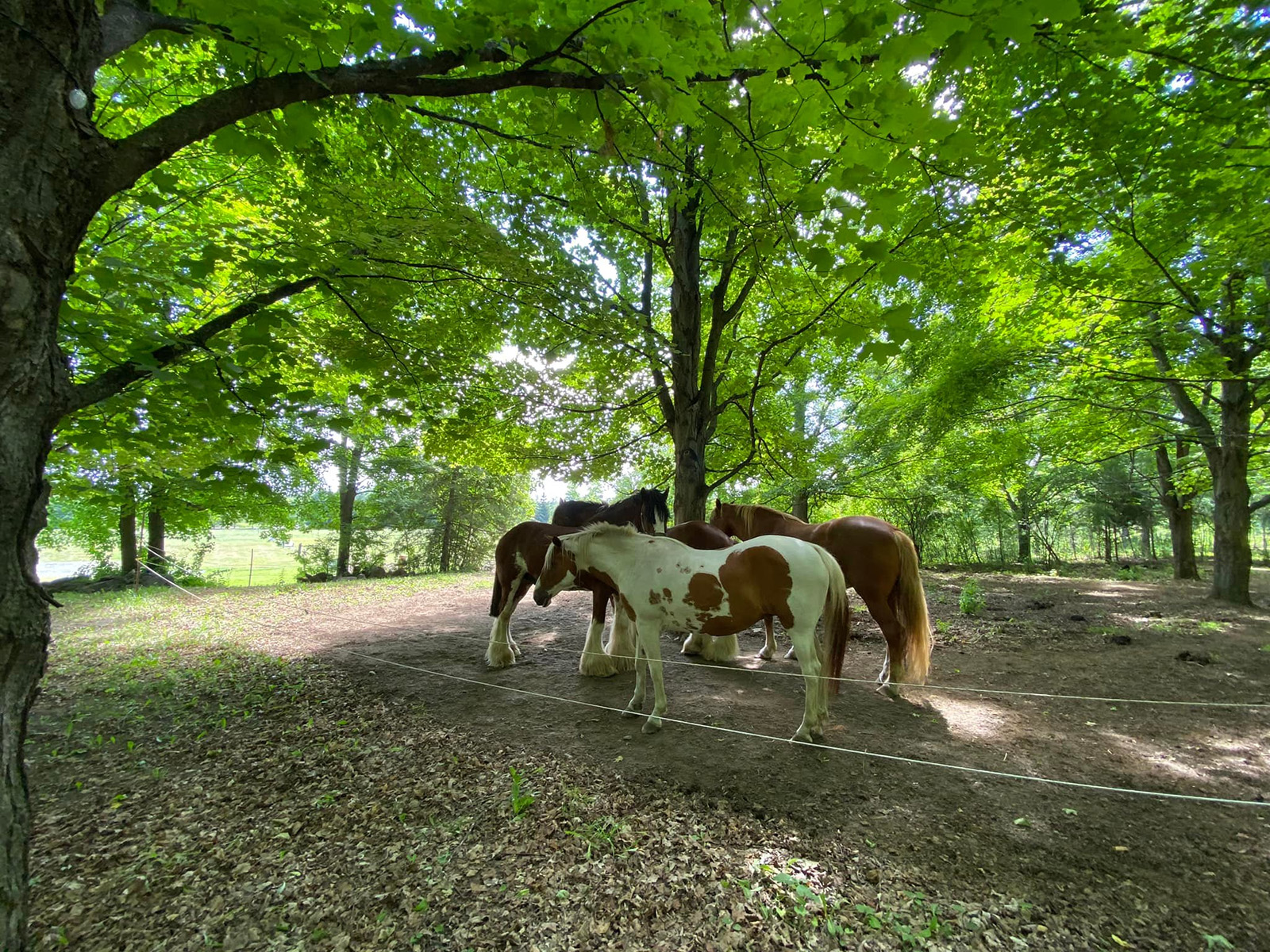 Stanley's Olde Maple Lane Farm cover