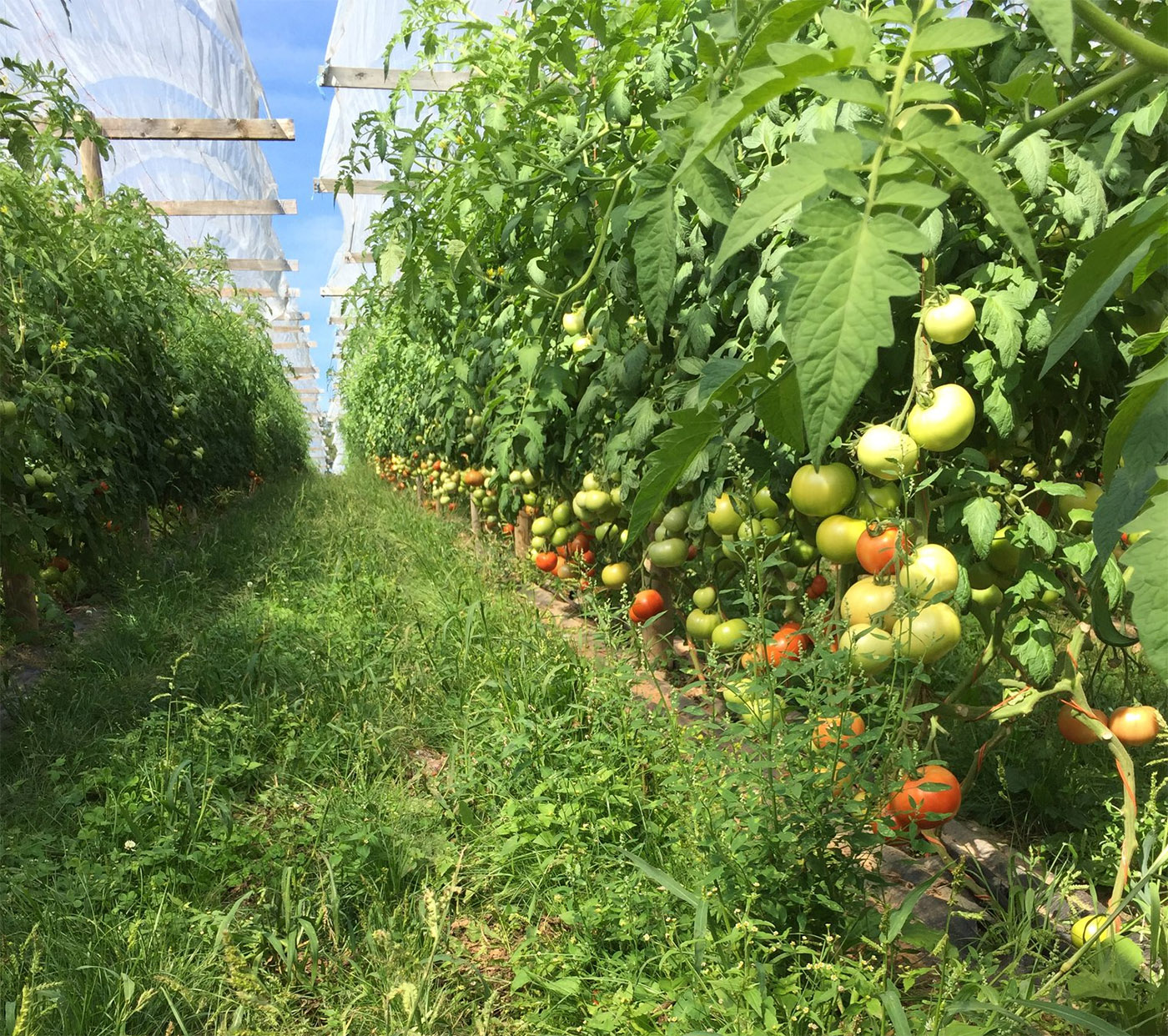 Vermeulen Farms Limited