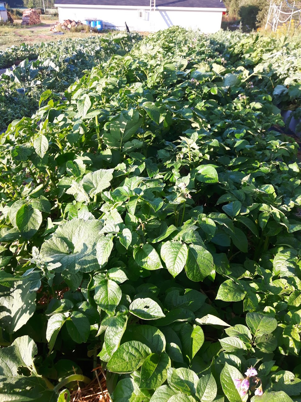 Diddley-Squash Farm cover