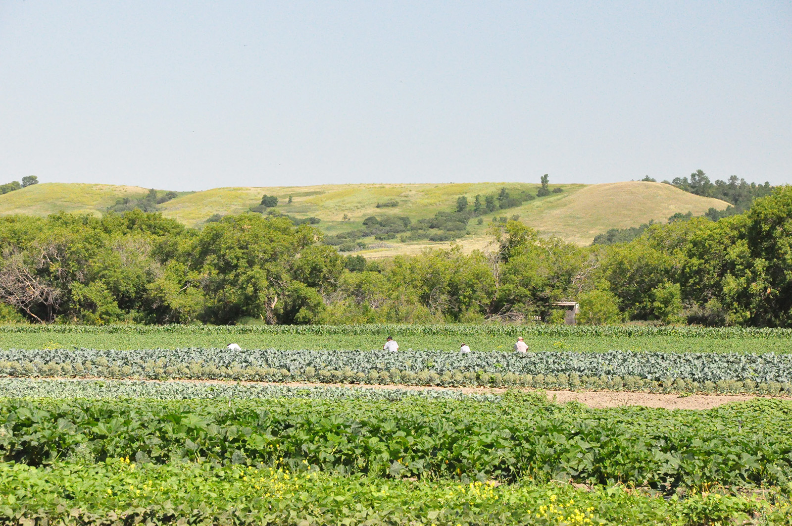 Lincoln Gardens Vegetable Farm cover