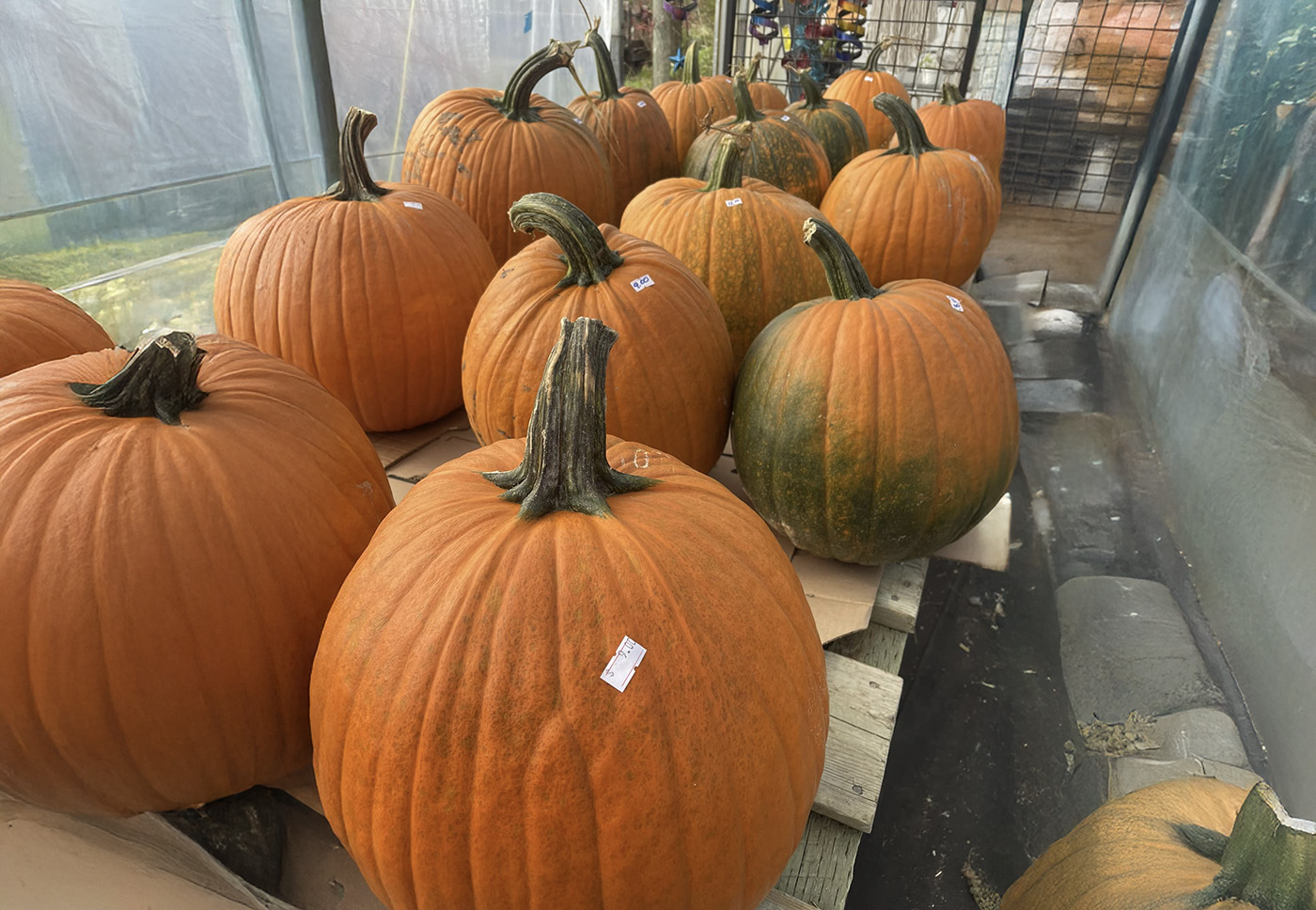 Pumpkin Patch cover