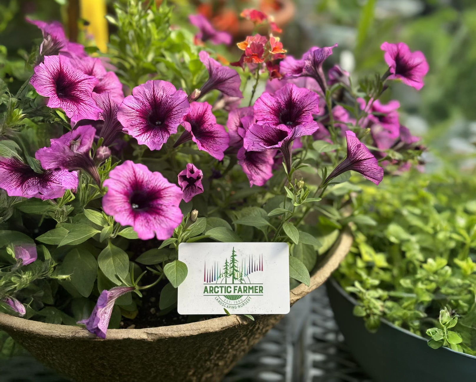 Arctic Farmer Nursery cover