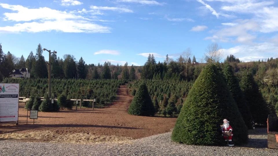 Dogwood Christmas Tree Farm cover