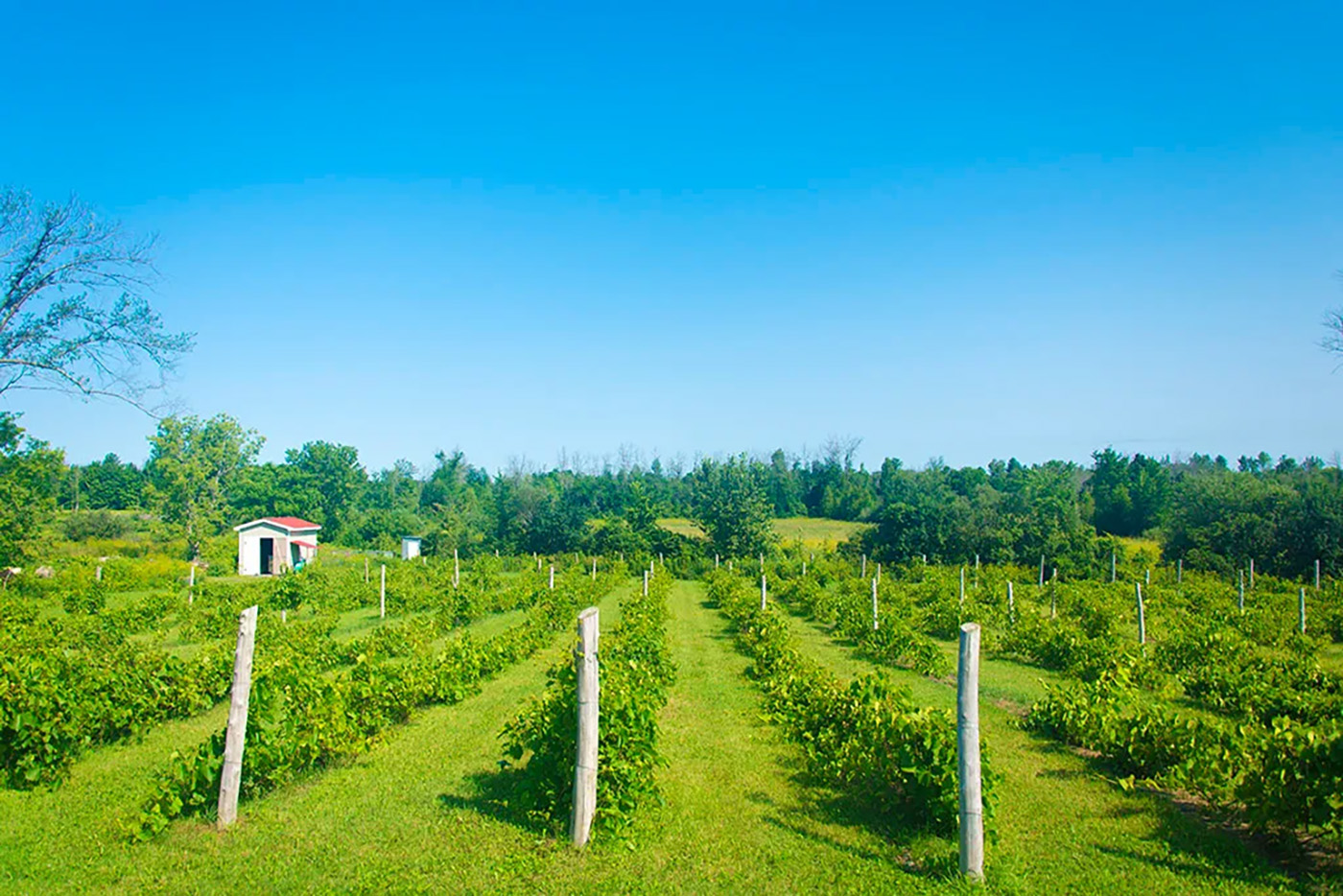 Maple Ridge Farm cover