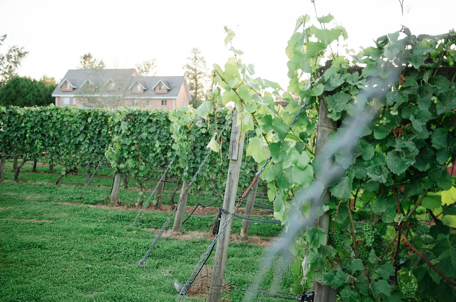 Backyard Vineyards