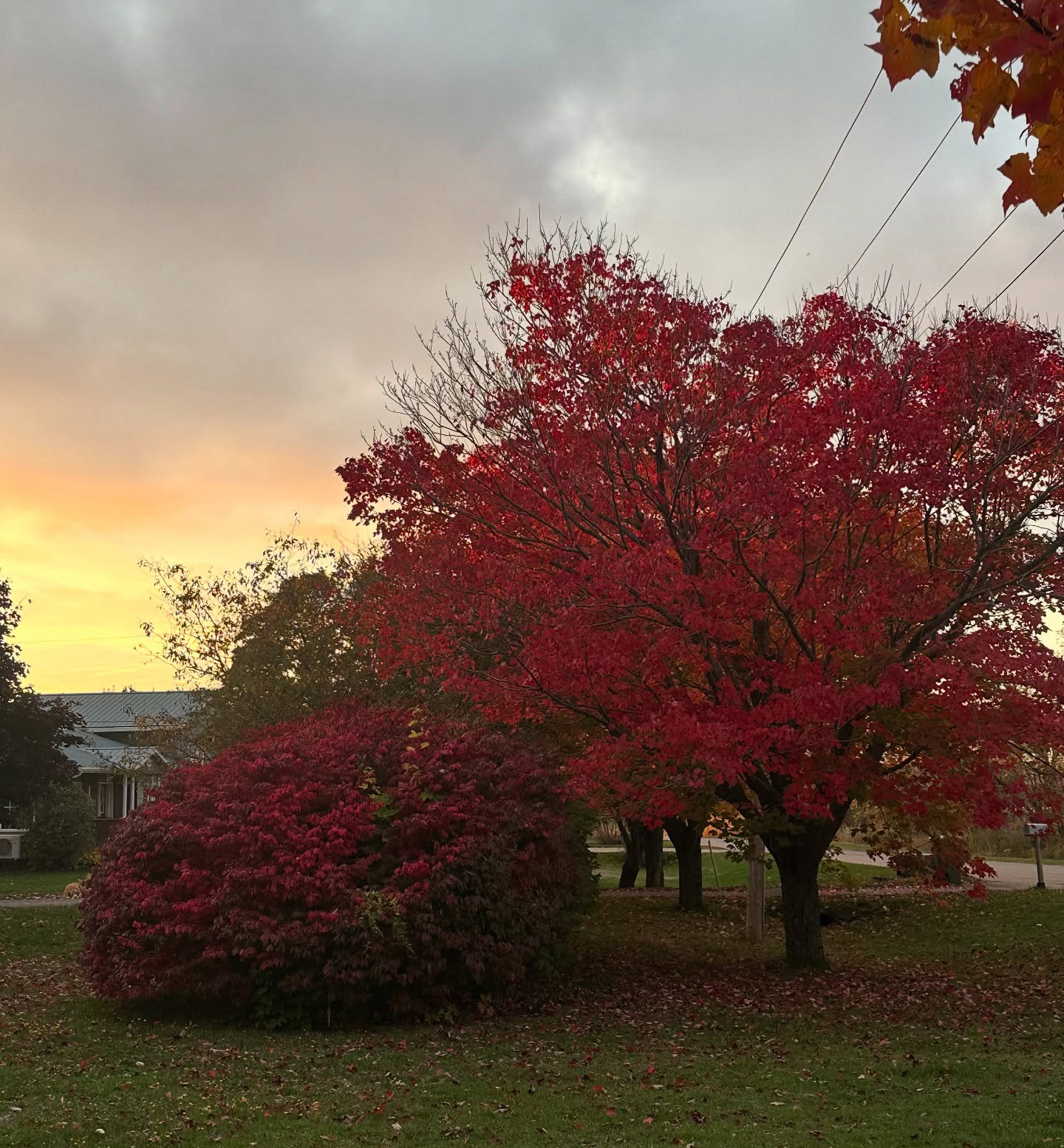 Schurman Family Farm