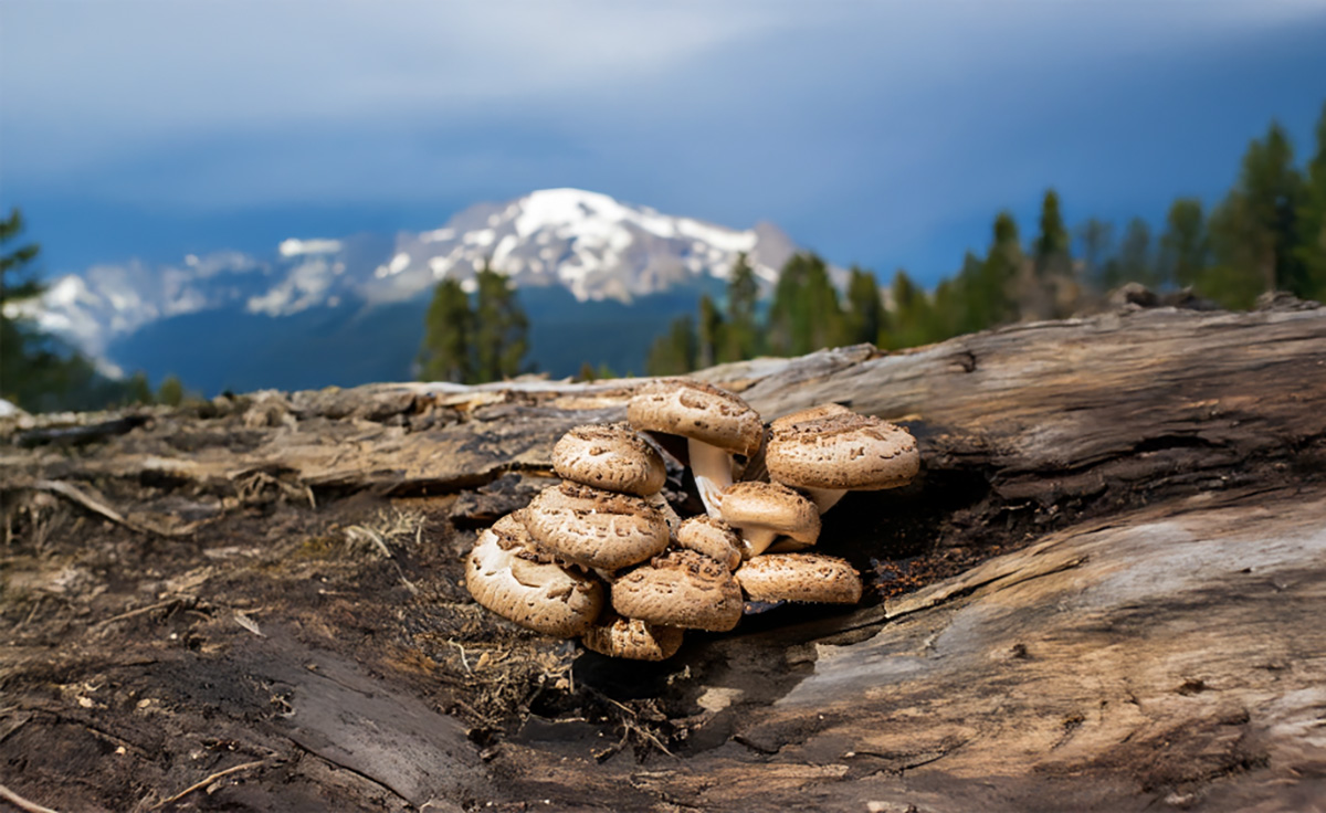 Sea To Sky Mushrooms & Wild Foods