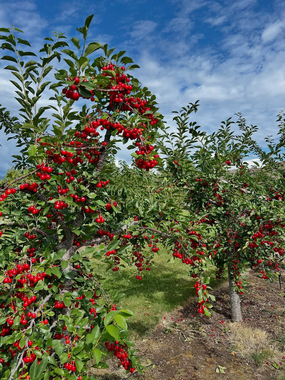 Kempf Orchards cover