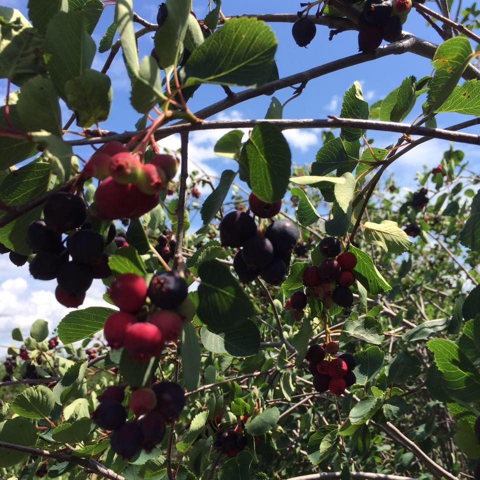 Moonlake Saskatoon Berry Farm cover
