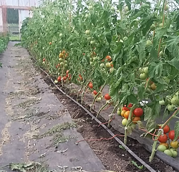 4 Elements Farm cover