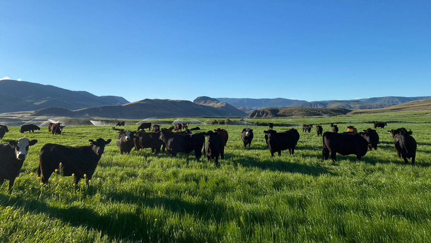 Bradner Farms