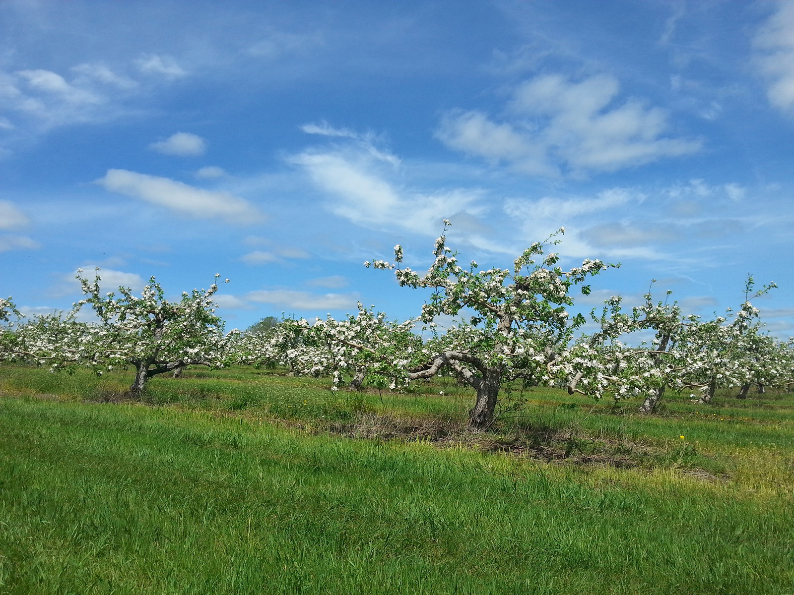 Archibald Orchards and Estate Winery cover