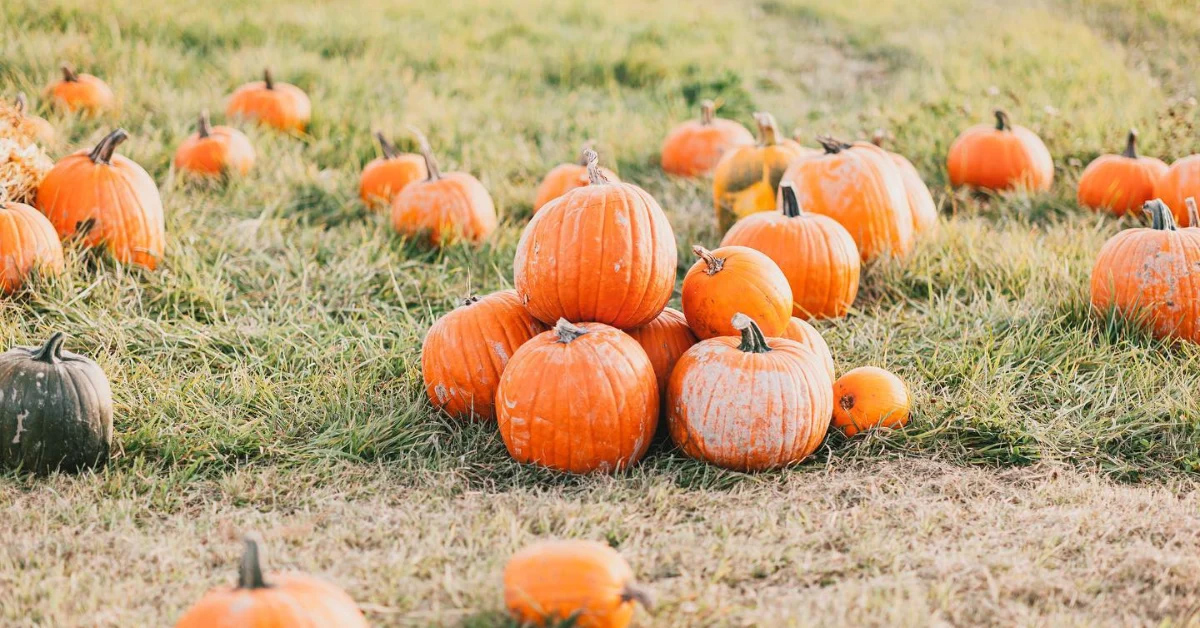The Pumpkin Patch