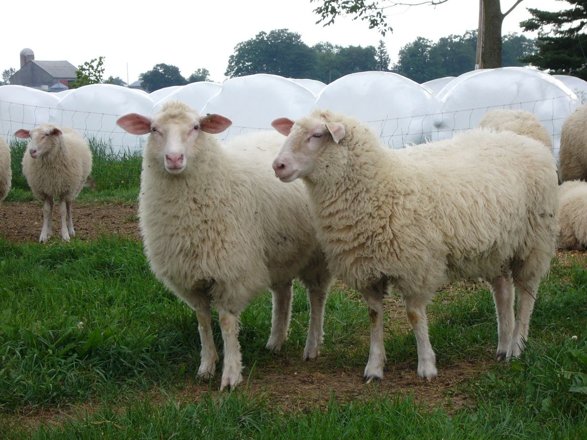 Best Baa Dairy cover