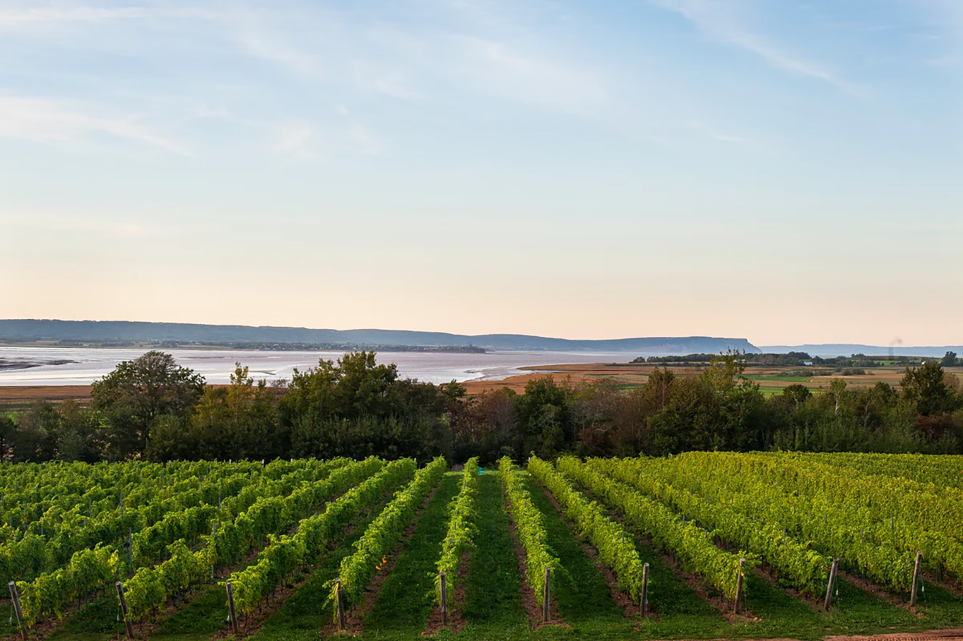 Lightfoot & Wolfville Vineyards
