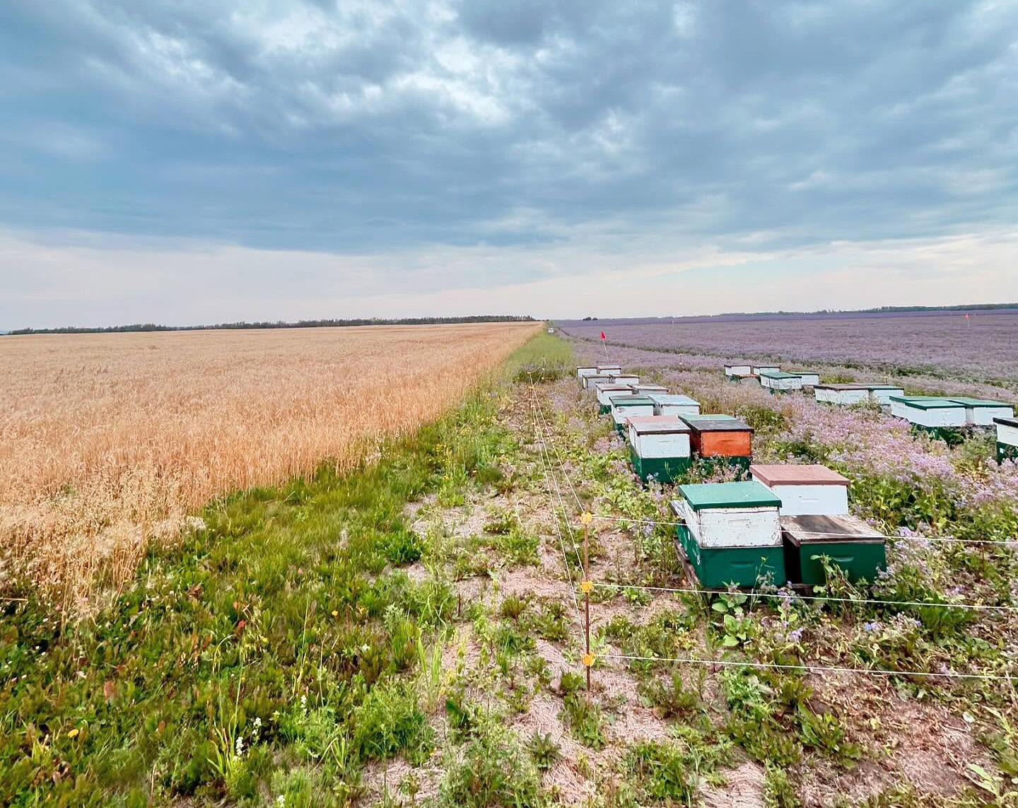 Honeybee Centre cover