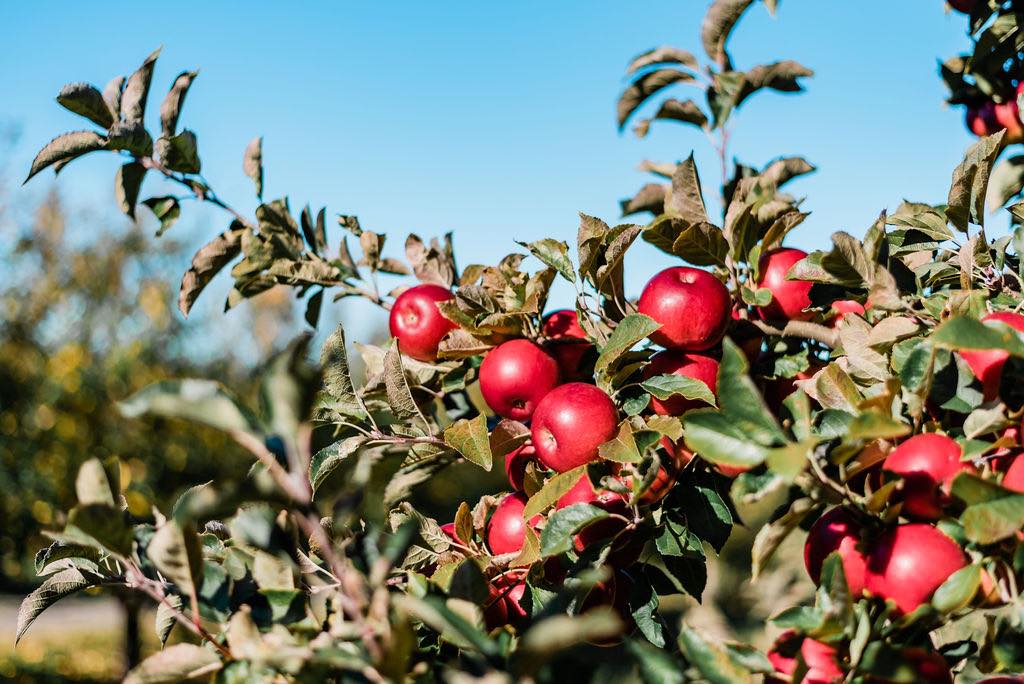 Apple Lane Farm Inc.