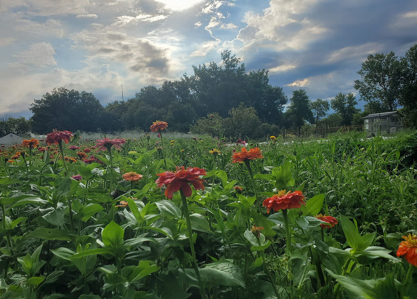 Almost Urban Vegetables