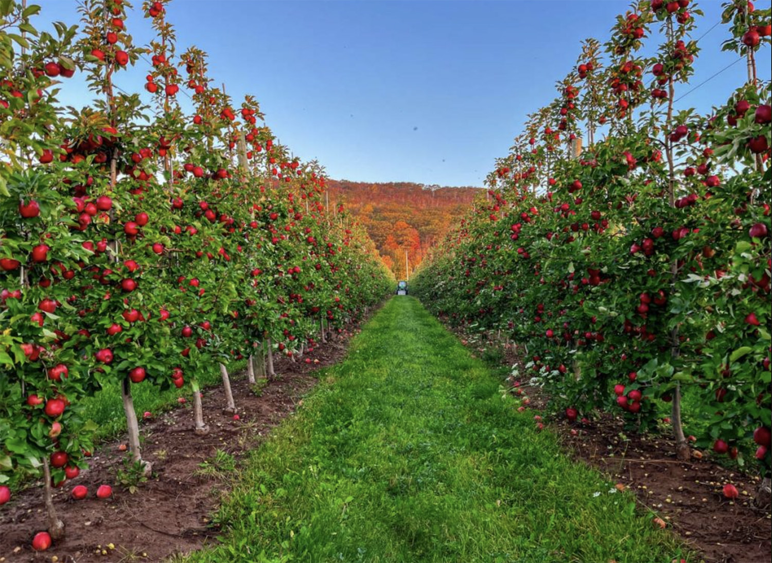 Van Meekeren Farms-Wink Apples cover