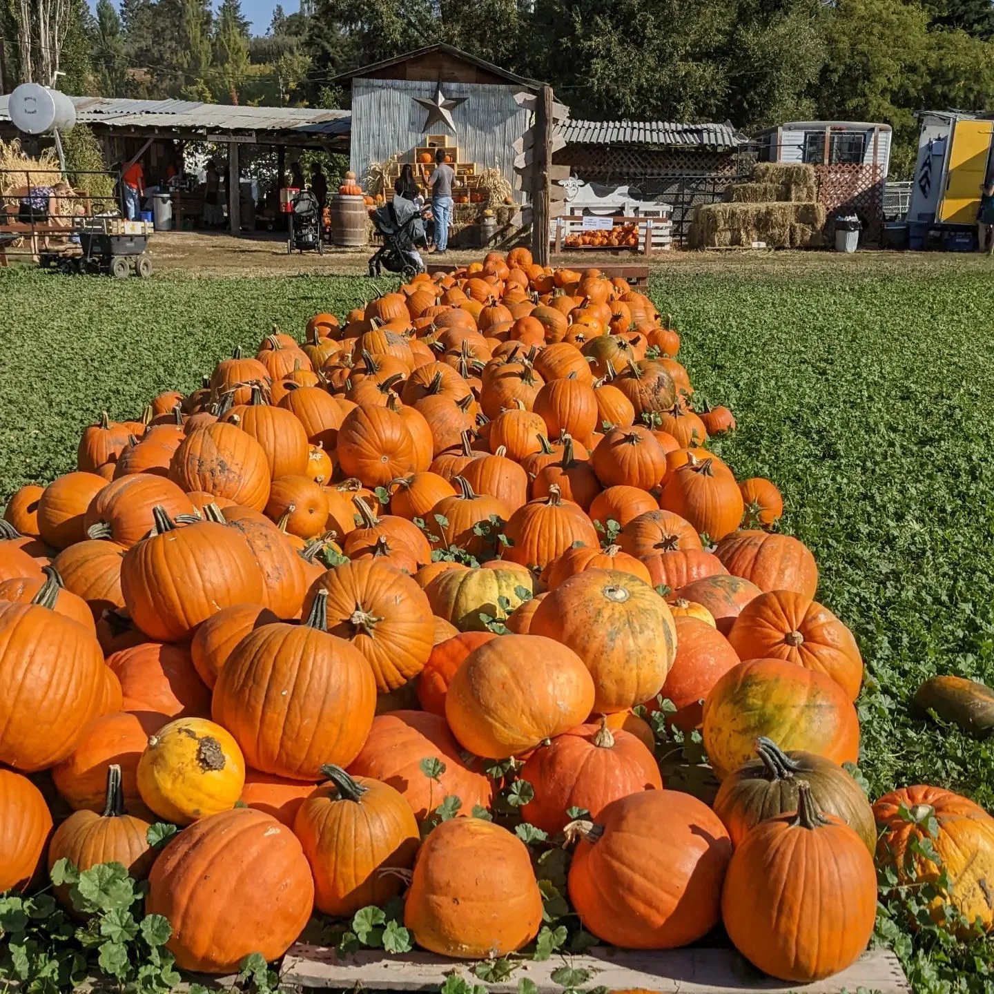 McMillan Farms
