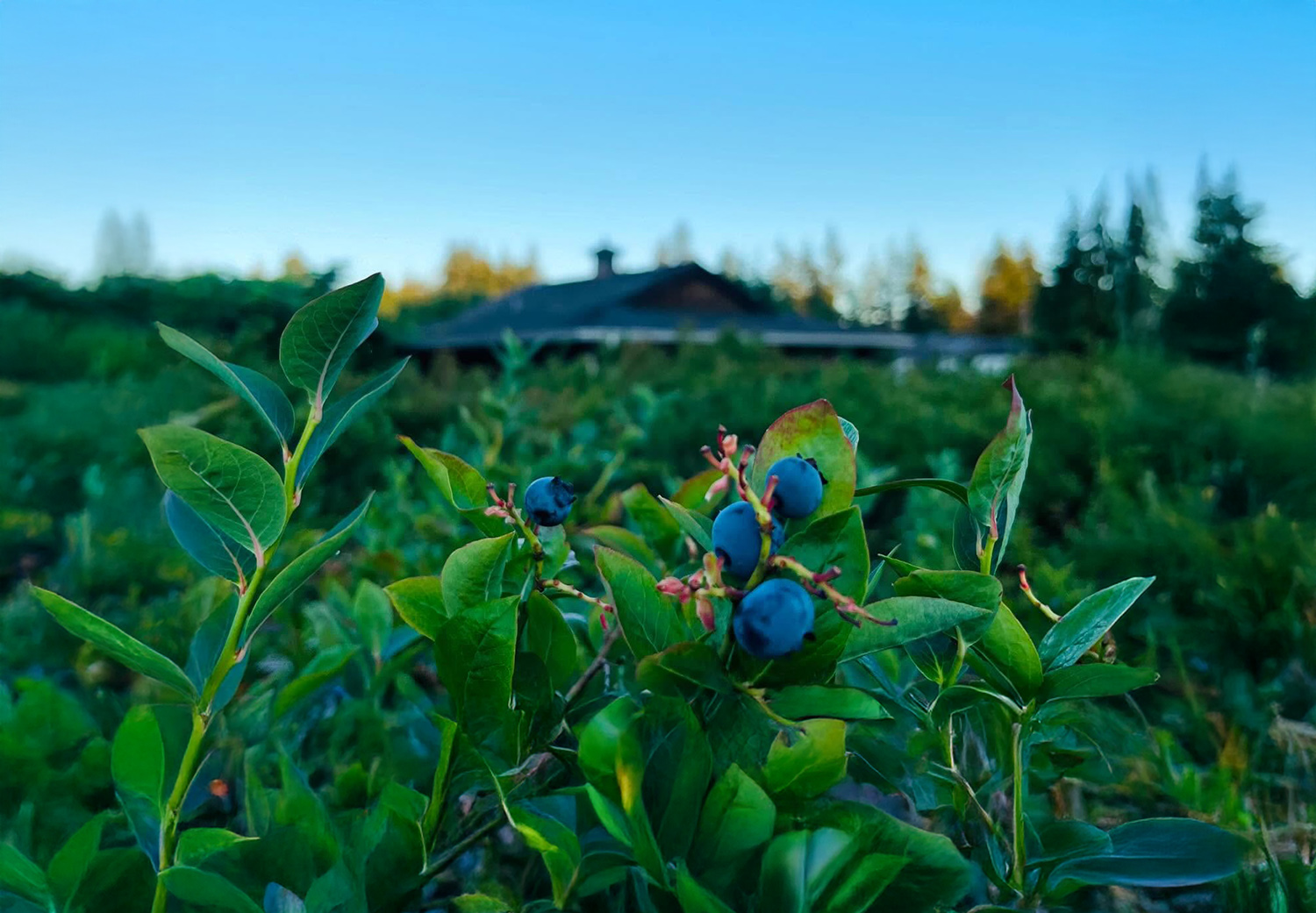 Blue Haven Farm cover