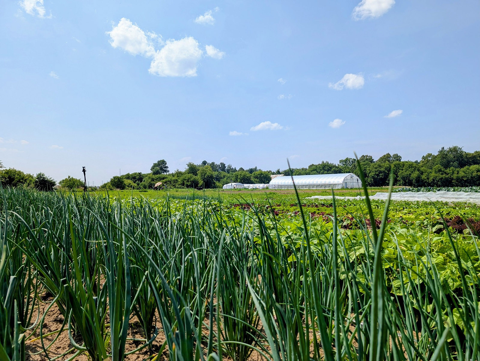 Ottawa Farm Fresh Inc. cover