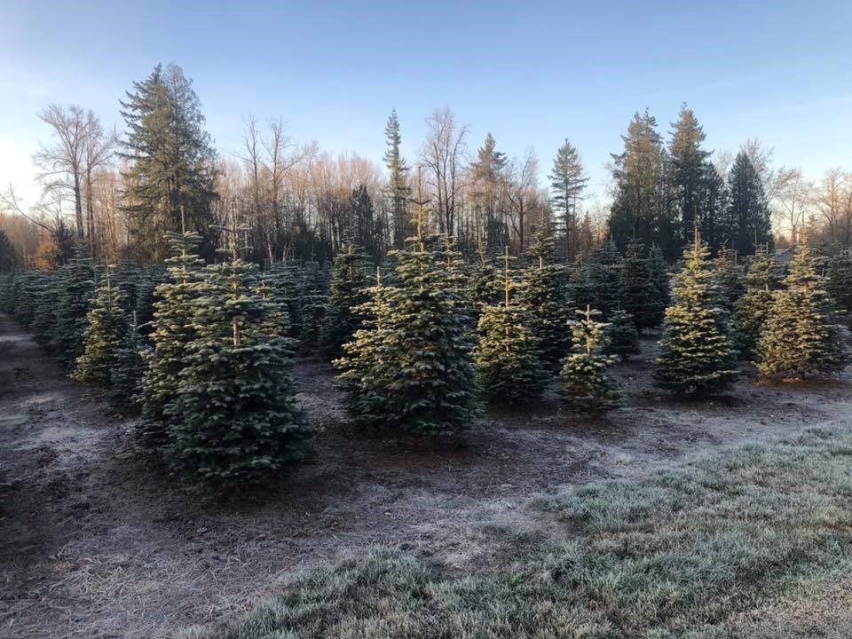 Churchland Christmas Tree Farm cover