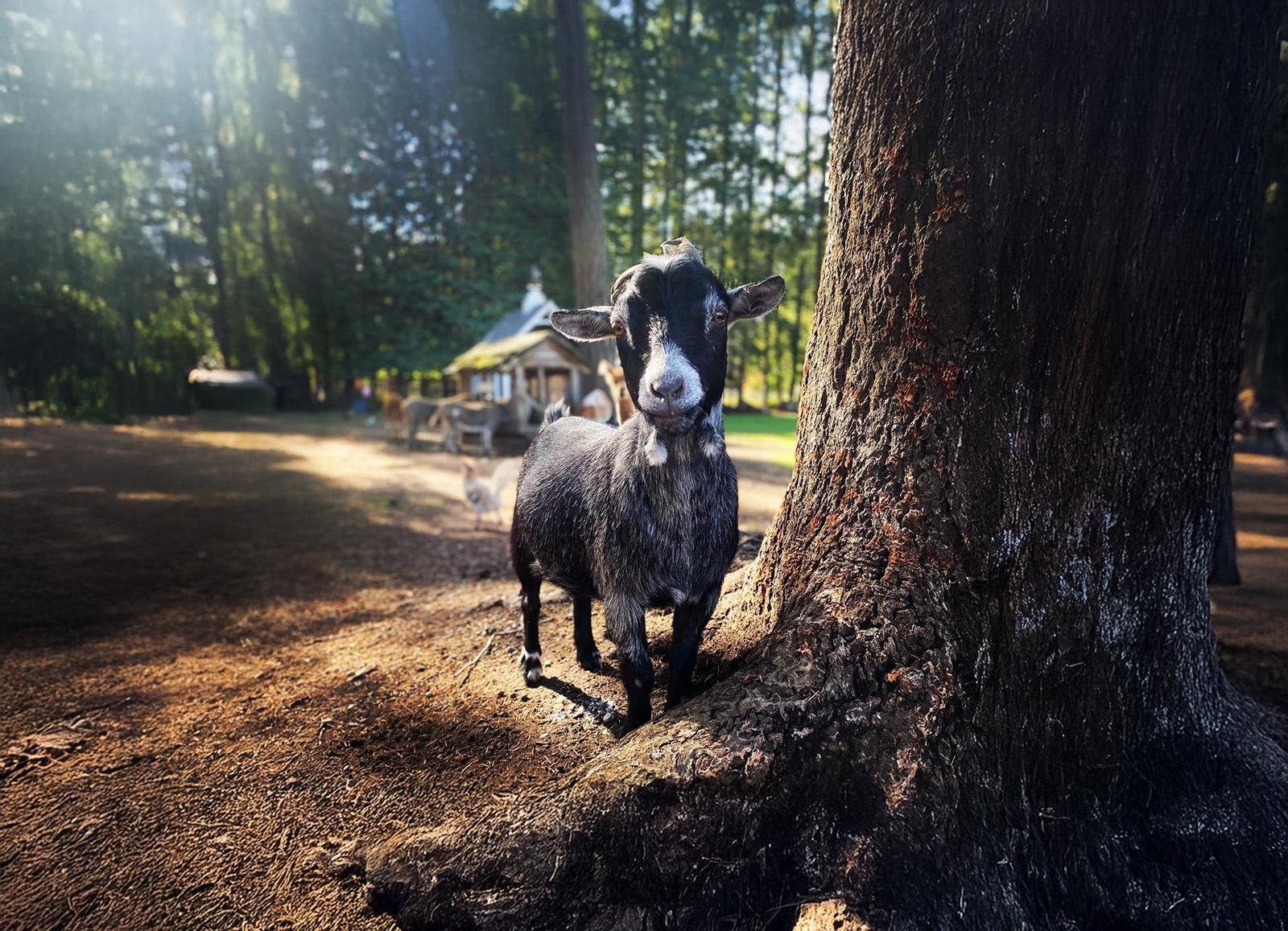 Holly Hill Petting Farm cover