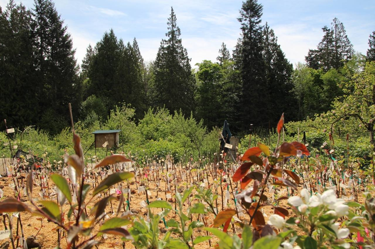 Apple Luscious Organic Orchards cover