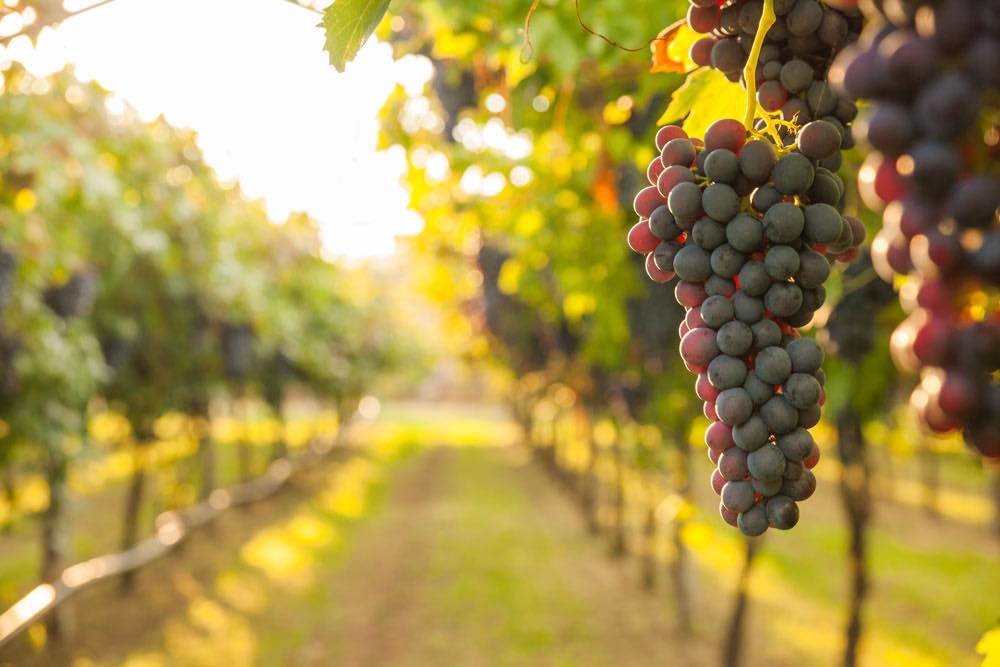 Silver Sage Winery