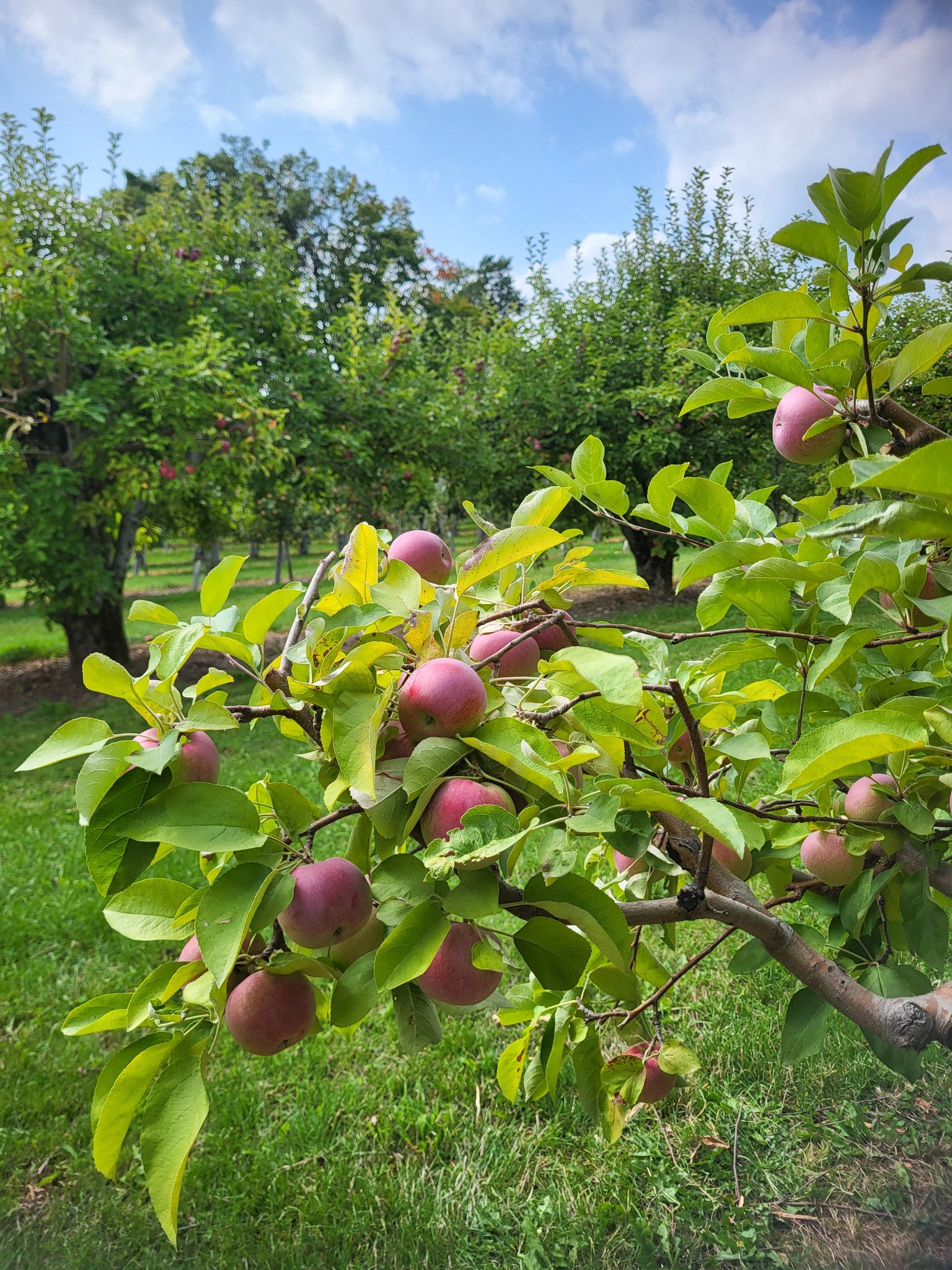 Albion Orchards cover