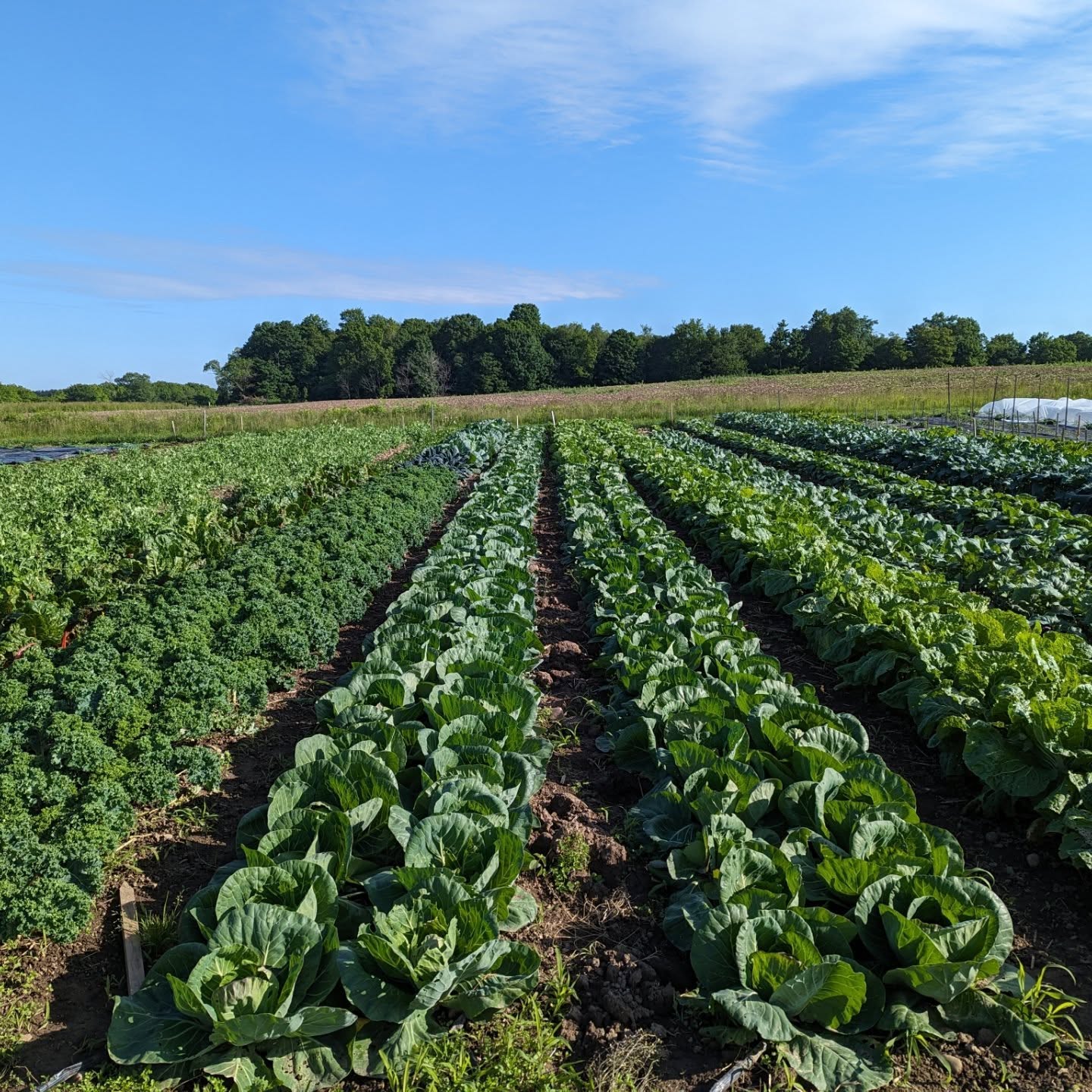 Little Fields Farm cover