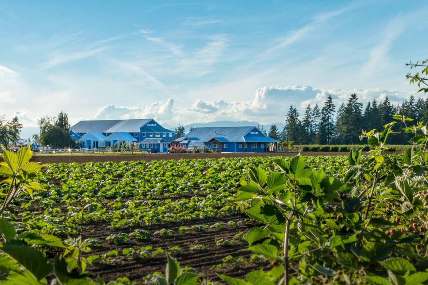 Krause Berry Farms&Estate Winery