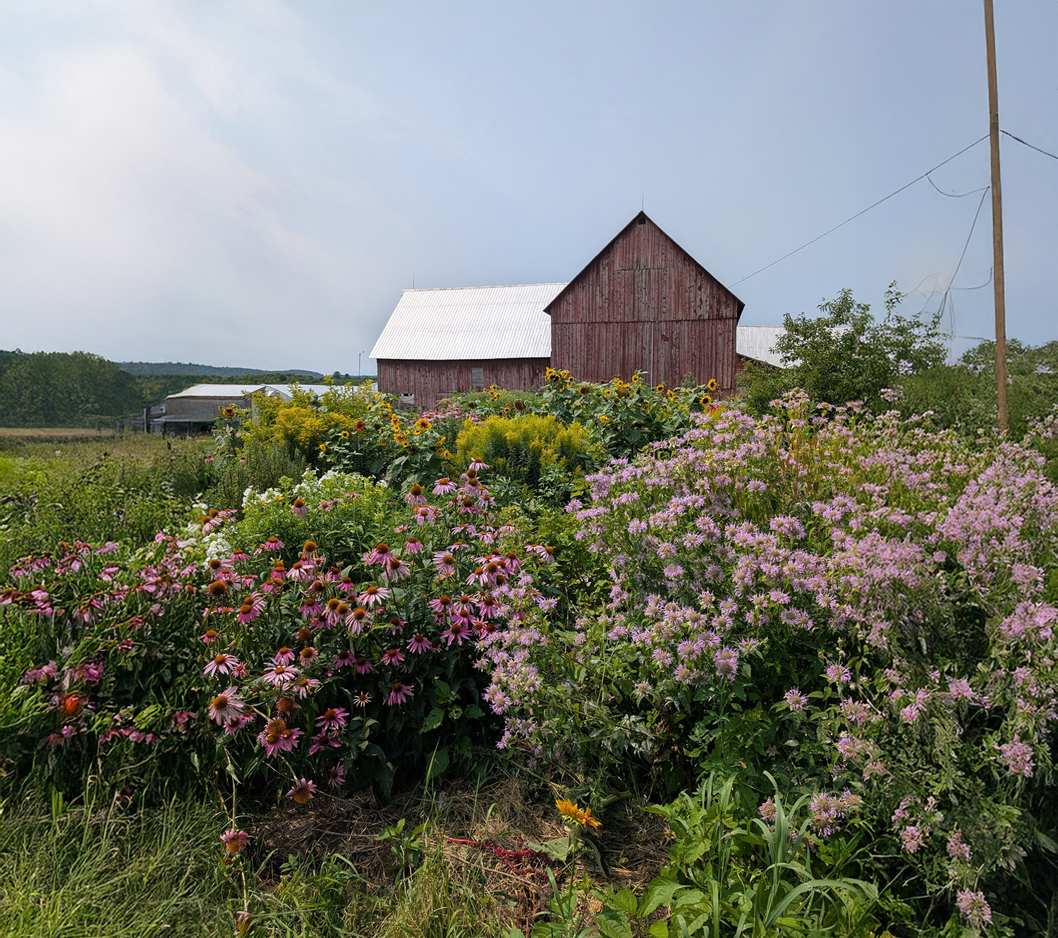 Roots and Shoots Farm