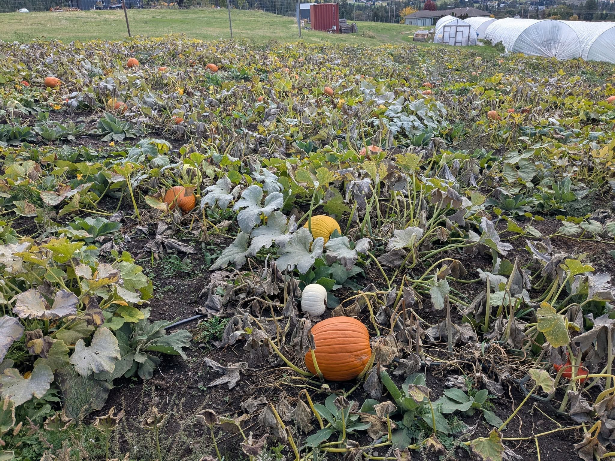 SilverStar Veggies
