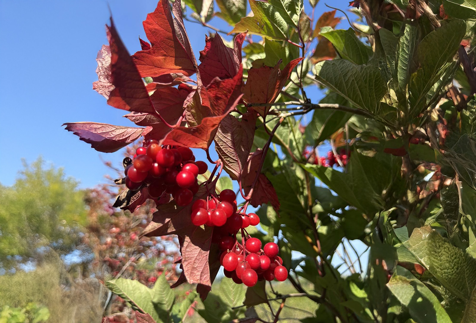 Riverbend Orchards cover