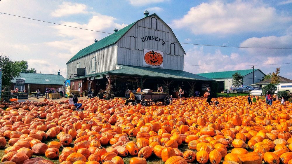 Downey's Farm