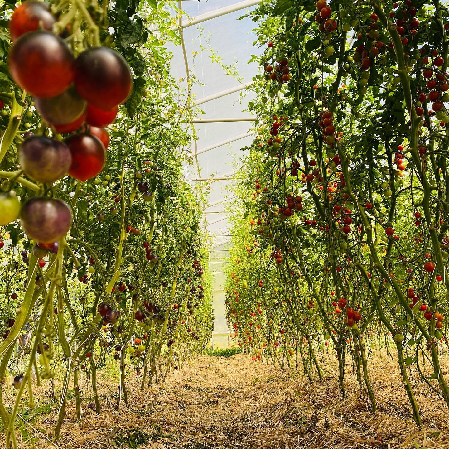 Nutrient Dense Farm cover