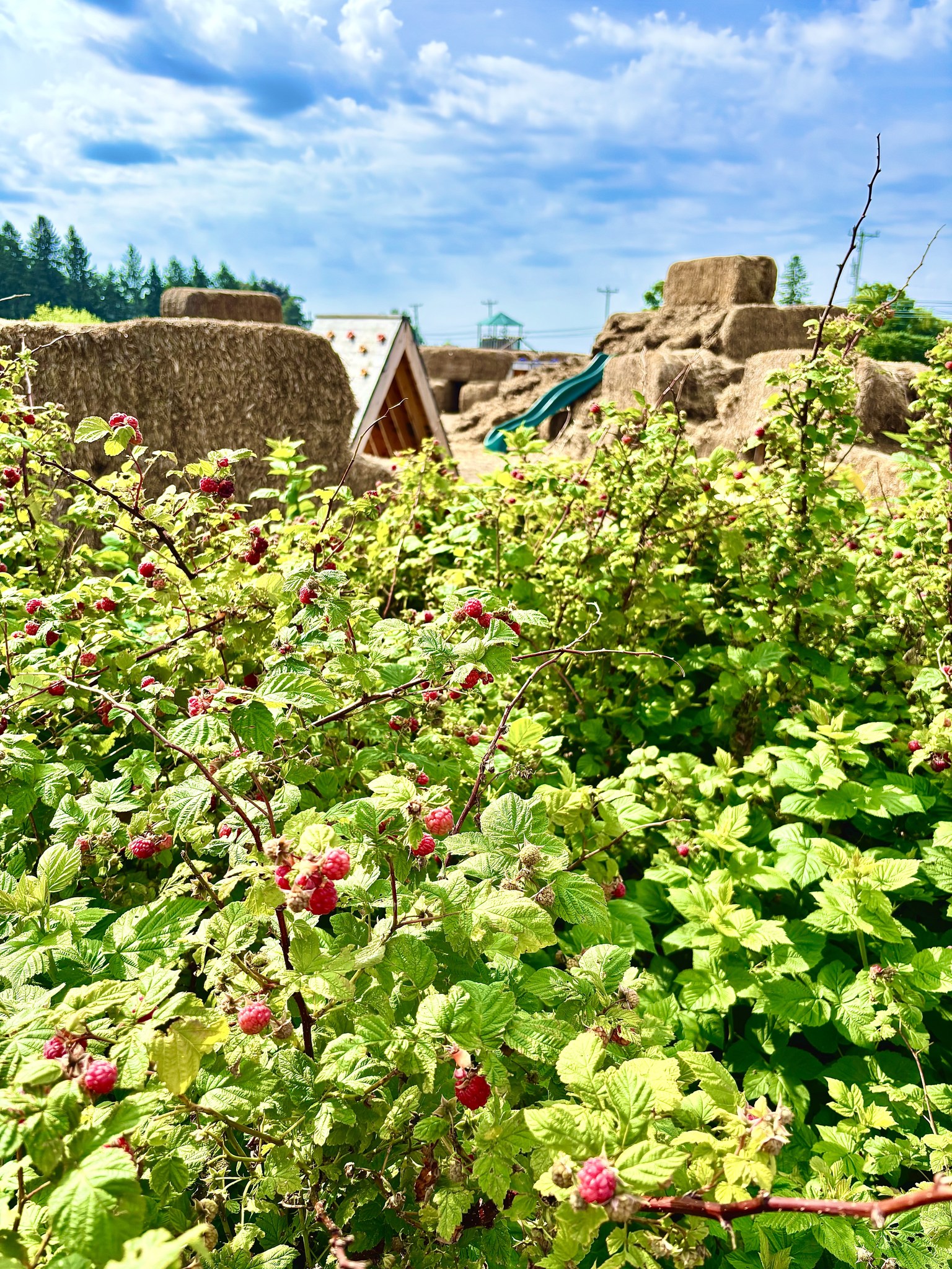Ferme Éco des champs cover