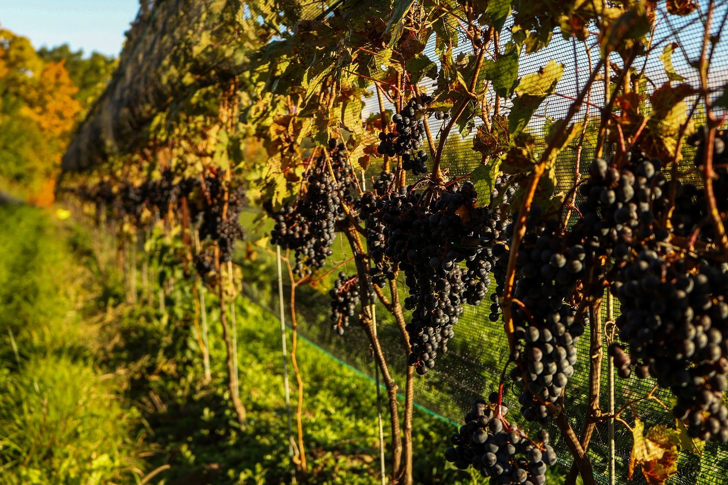 Tawse Winery cover