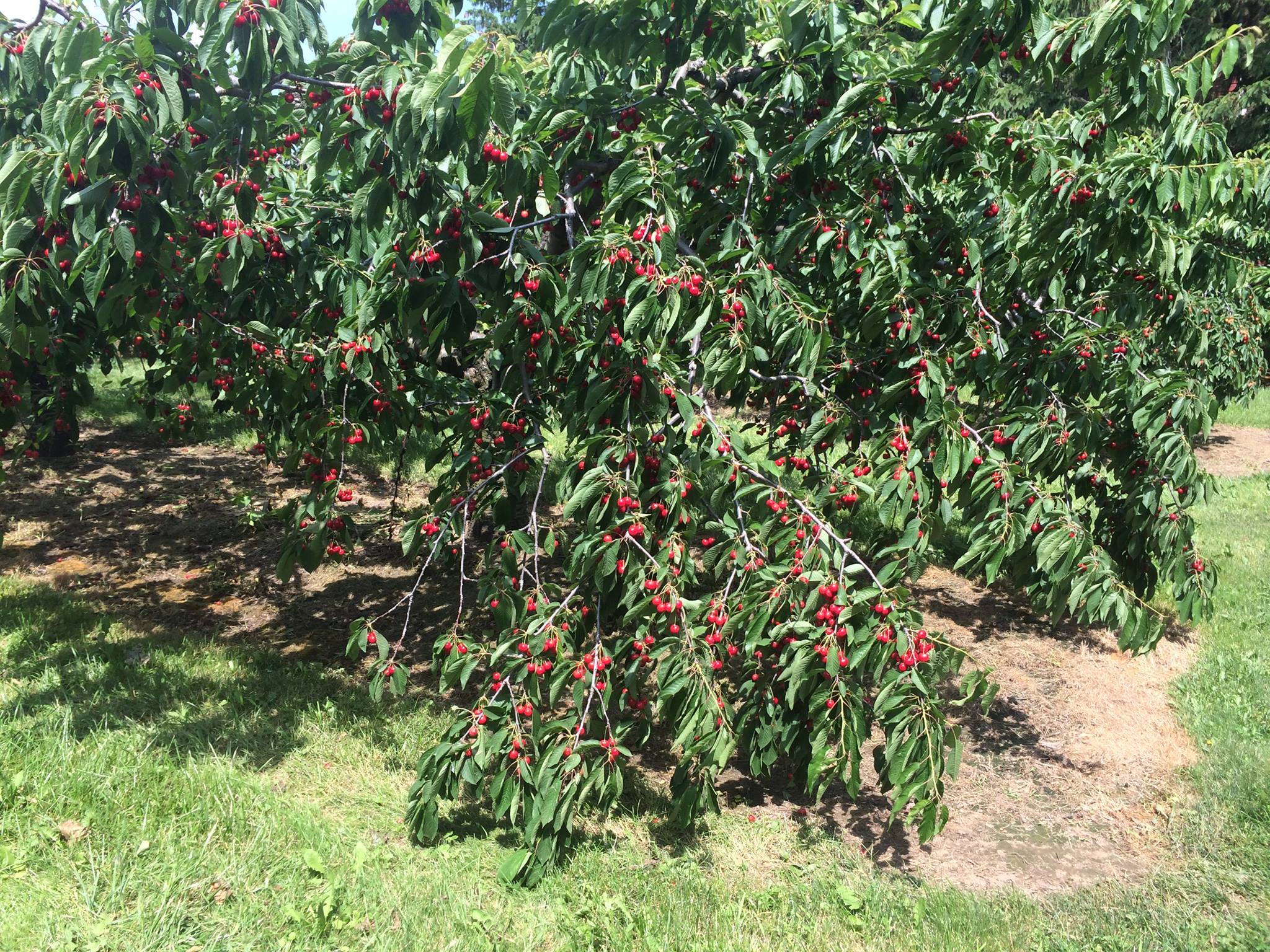 Cherry avenue farms cover