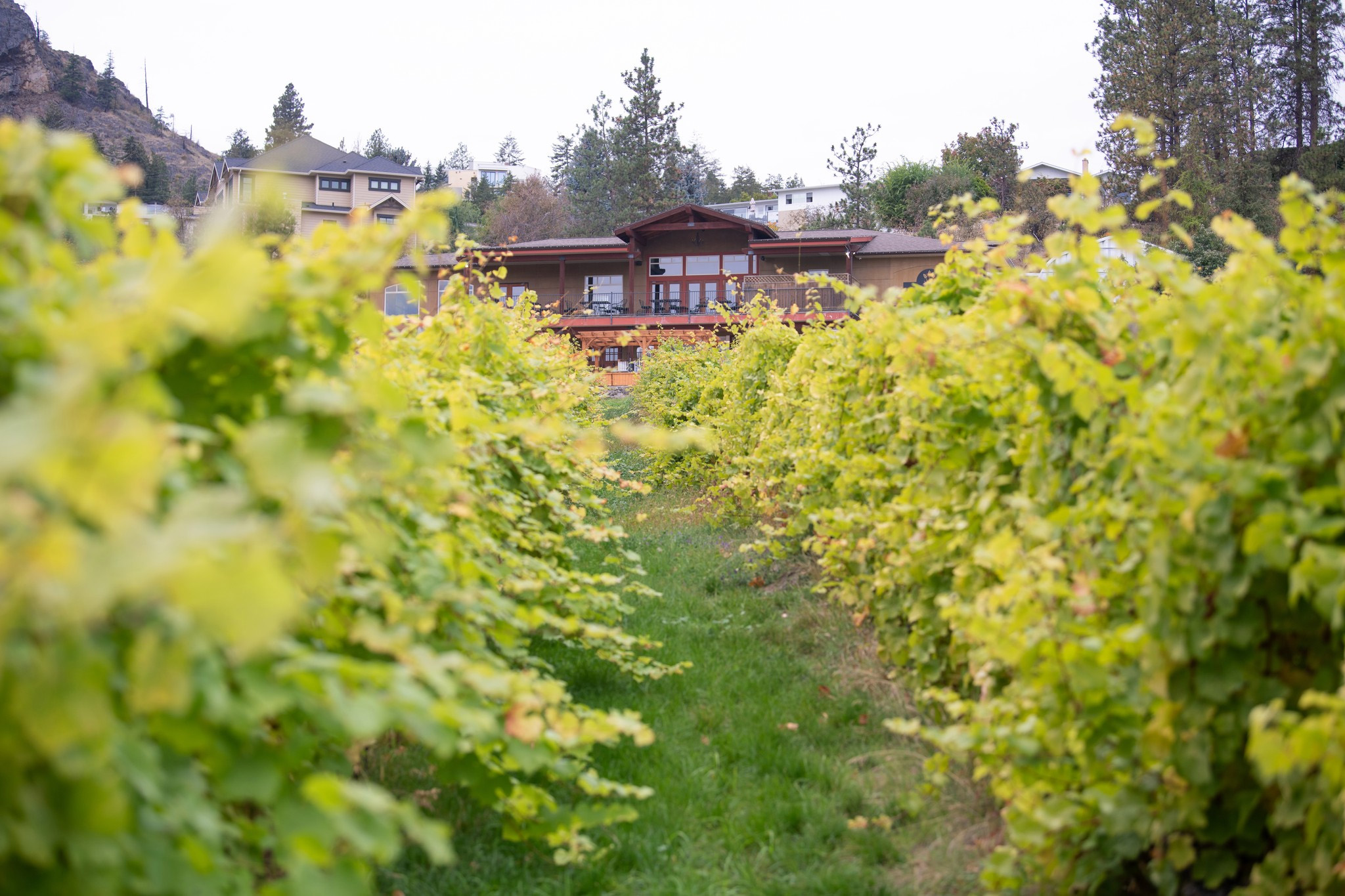 Little Straw Vineyards cover