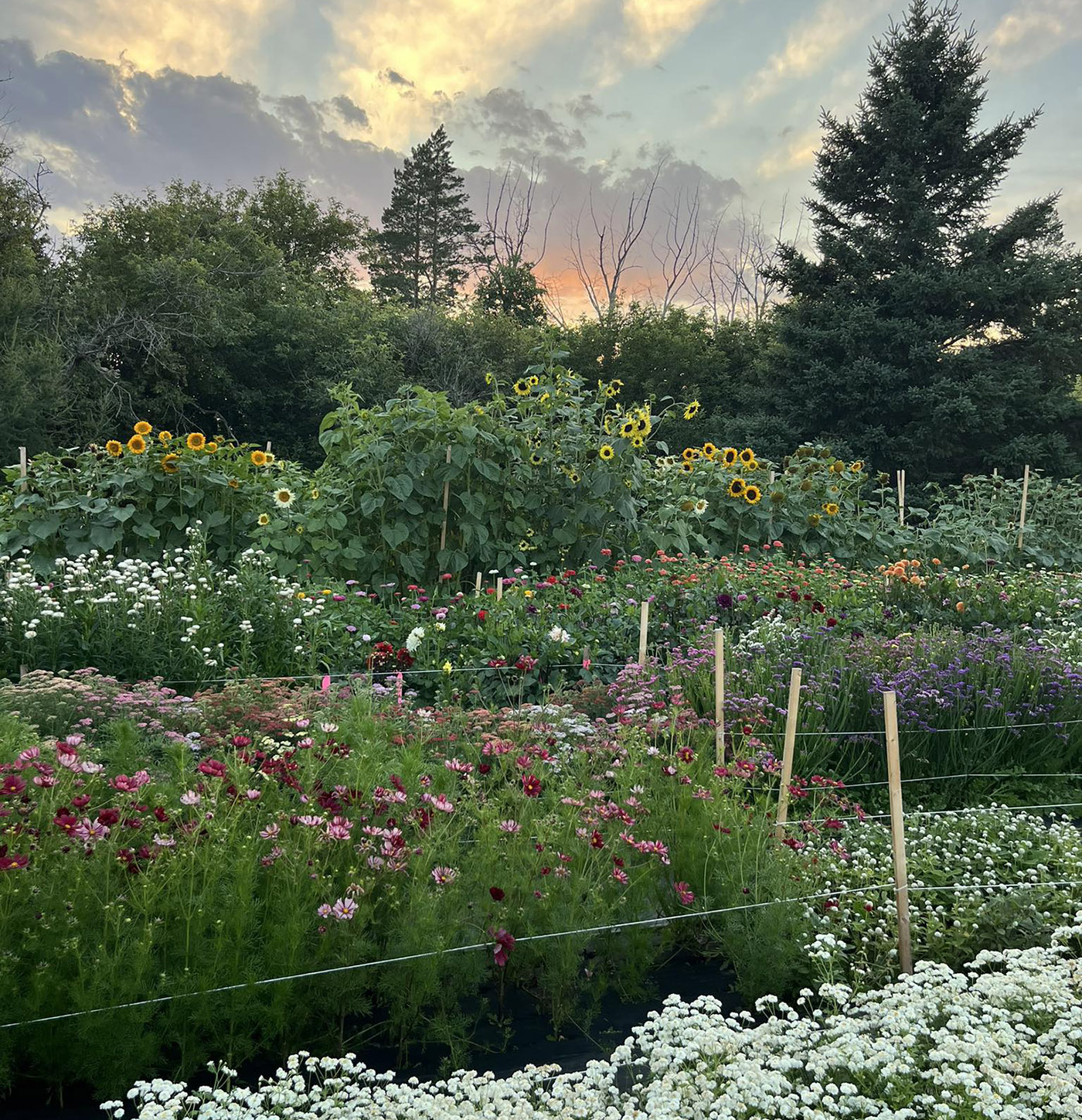 Little White Rooster Farm