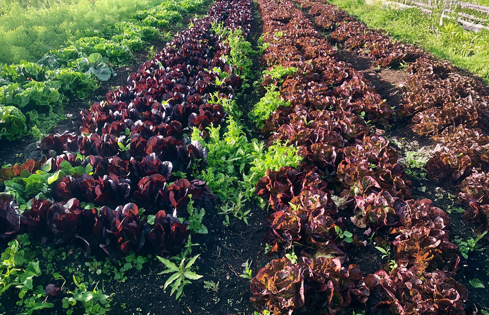 Suntrio Farm Inc cover