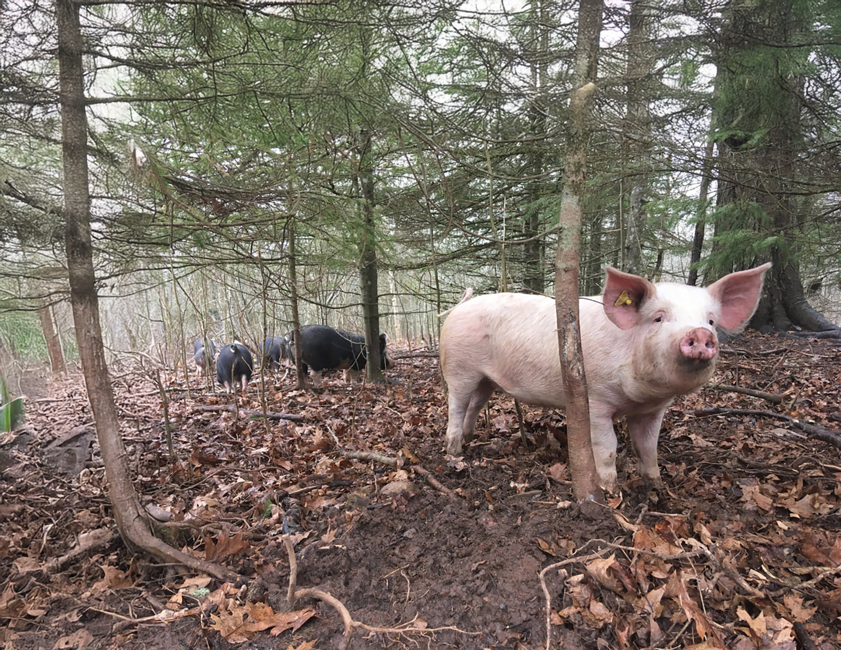 Snowy River Farms