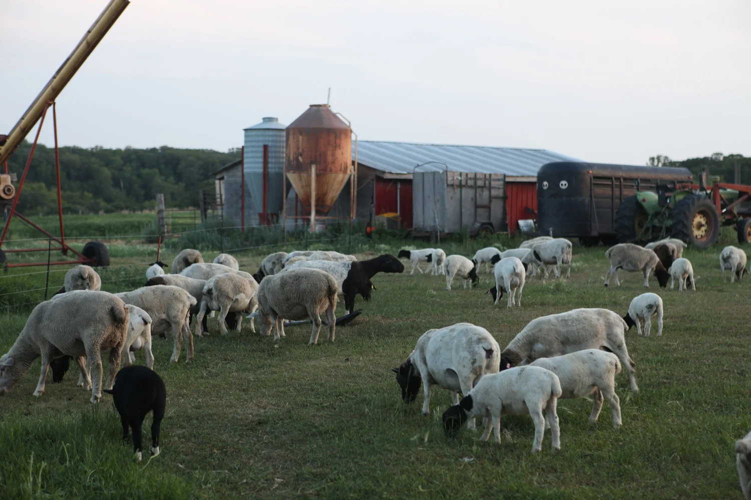 The Dogs Run Farm