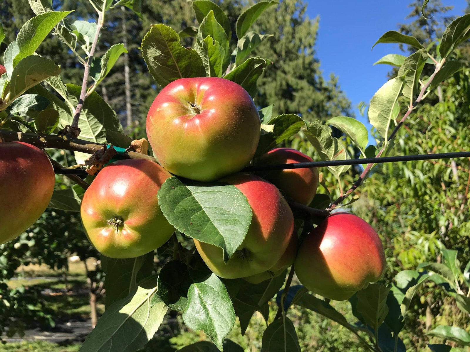 Fruit Forest Farm cover