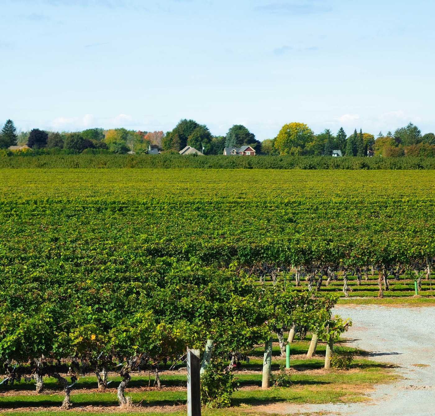 Pillitteri Estates Winery