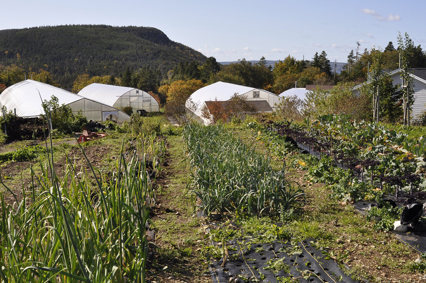 The Organic Farm cover