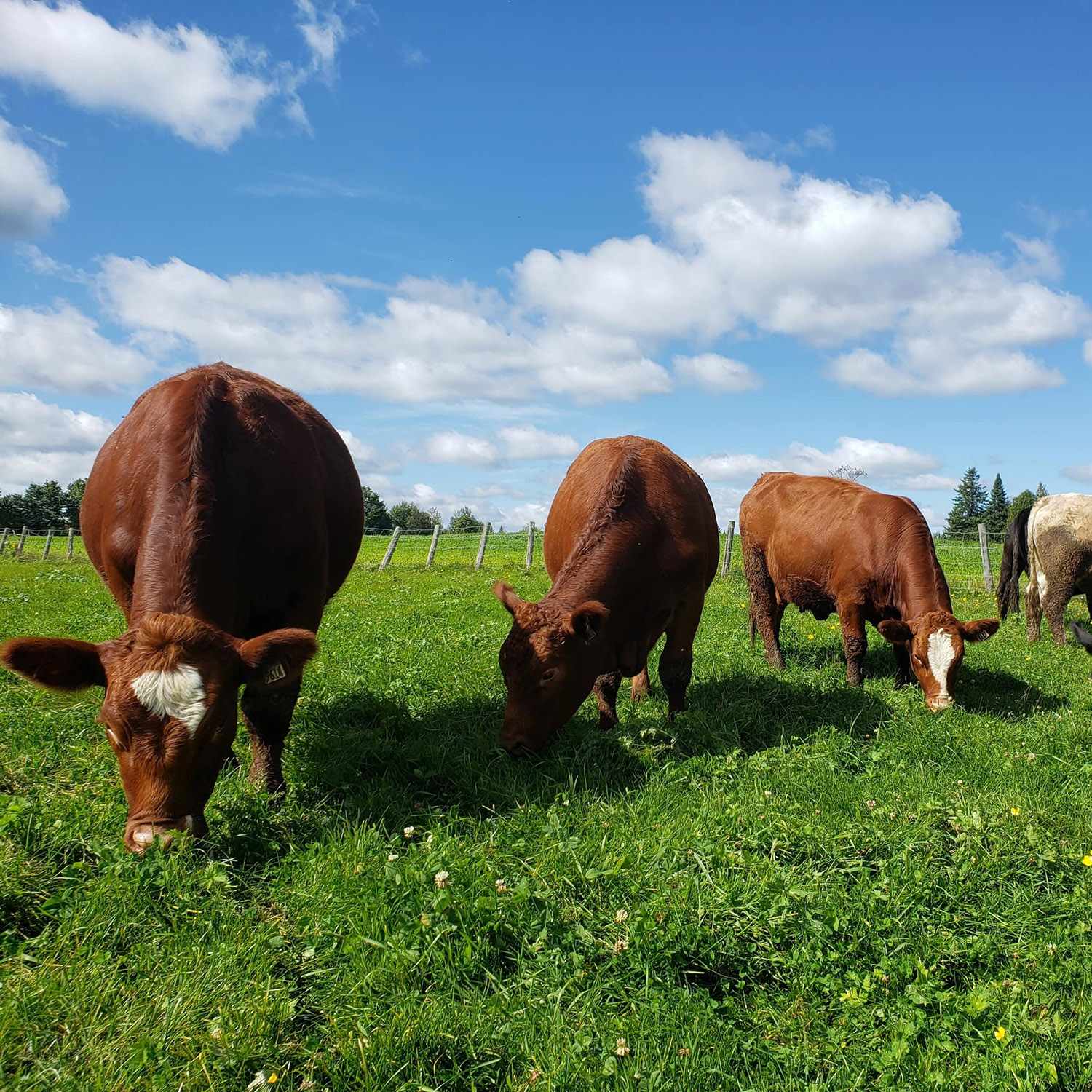 Maturin, comme à la ferme cover